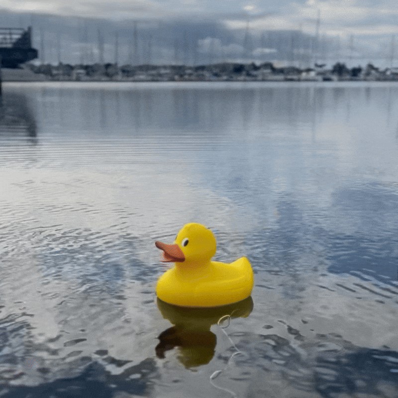 Picture of Jumbo Duck