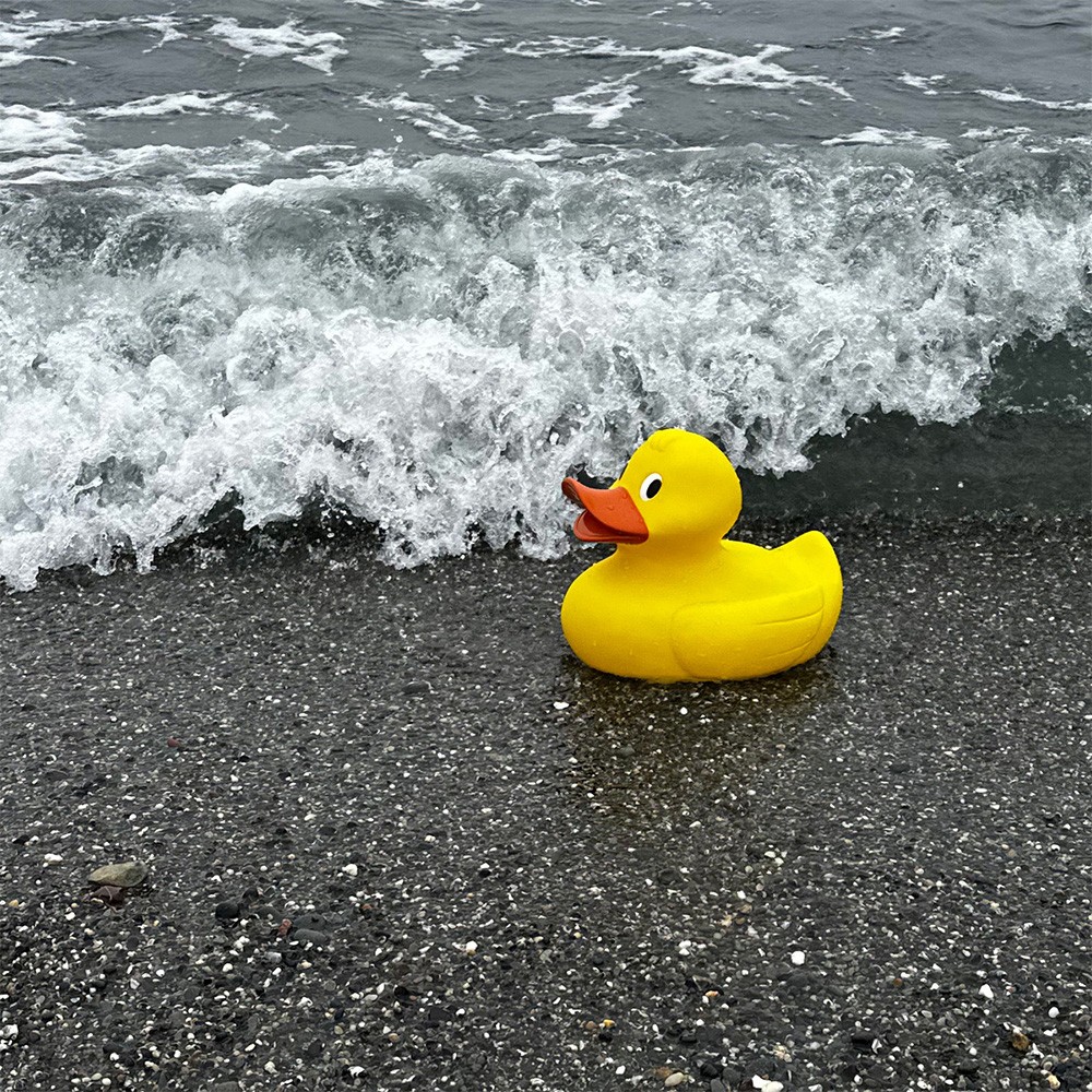 Picture of Jumbo Duck