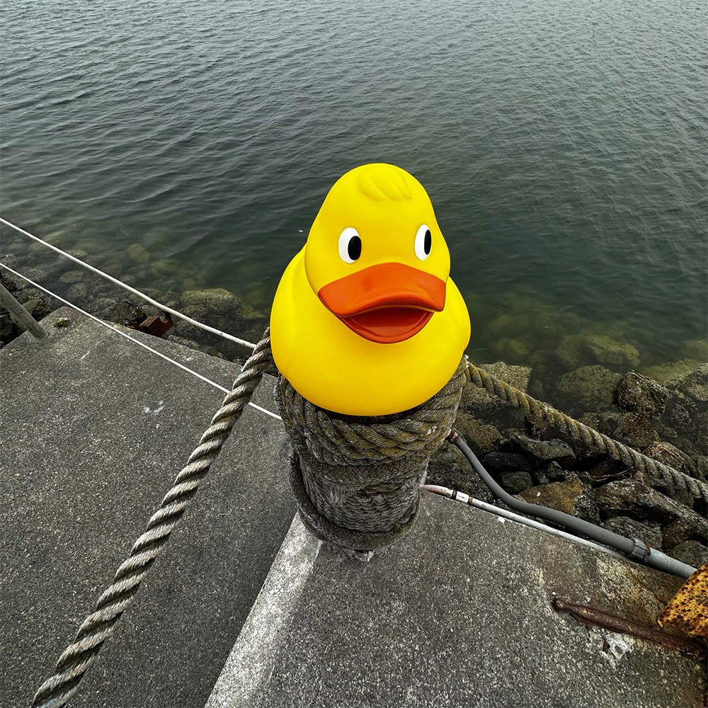 Picture of Jumbo Duck