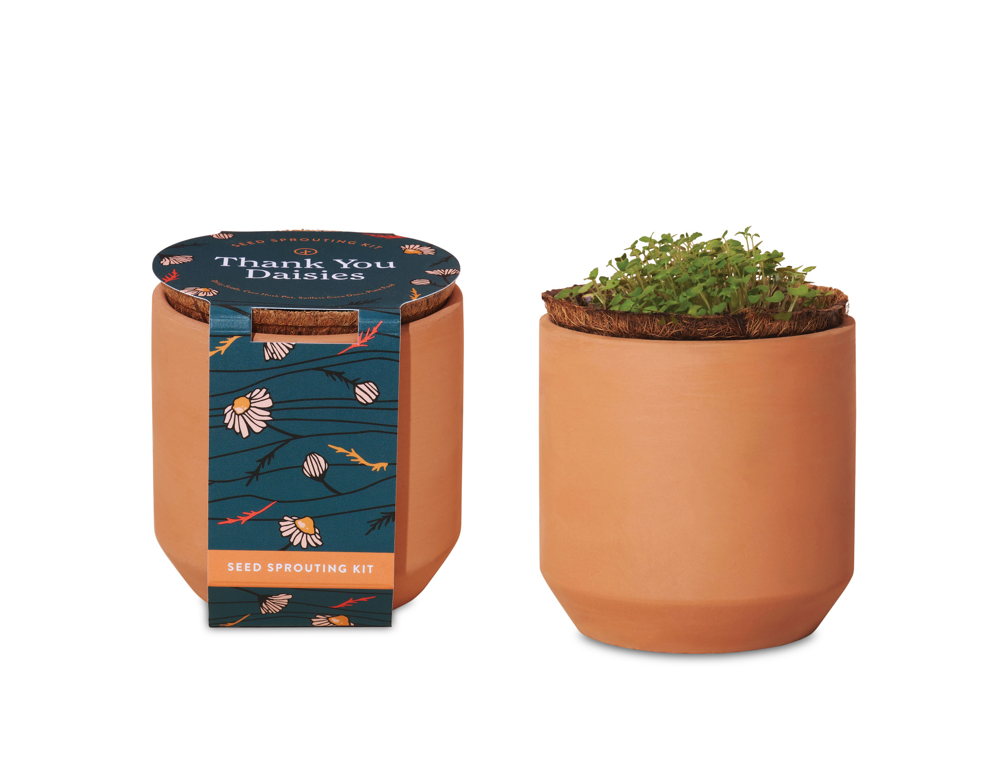 Picture of Modern Sprout Tiny Terracotta Grow Kit Thank You Daisies - Terracotta
