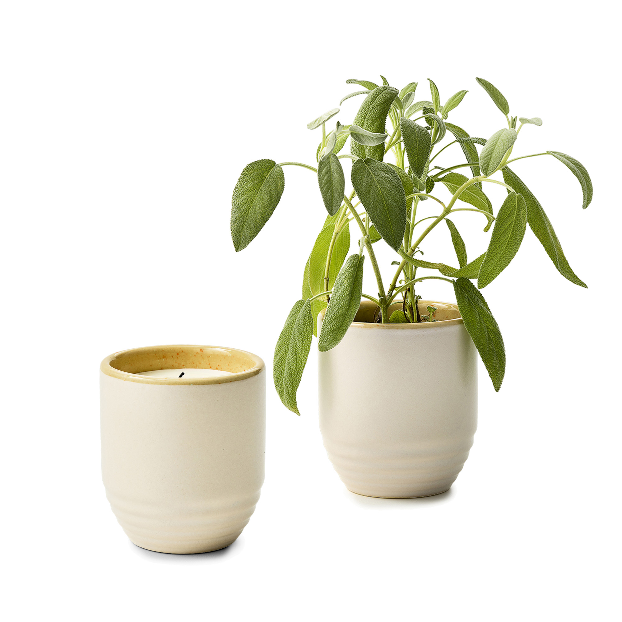 Picture of Modern Sprout Garden Vibes Candle/Planter - Golden Moments-Sage