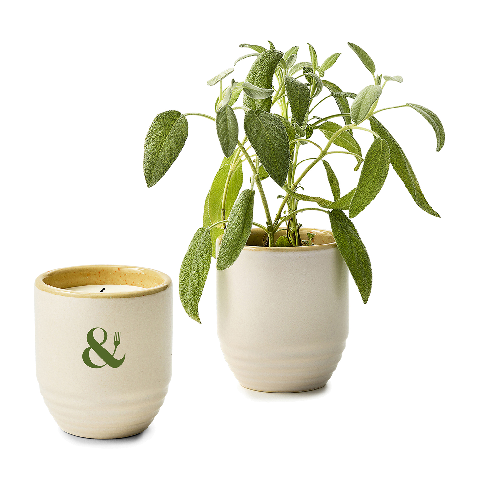 Picture of Modern Sprout Garden Vibes Candle/Planter - Golden Moments-Sage