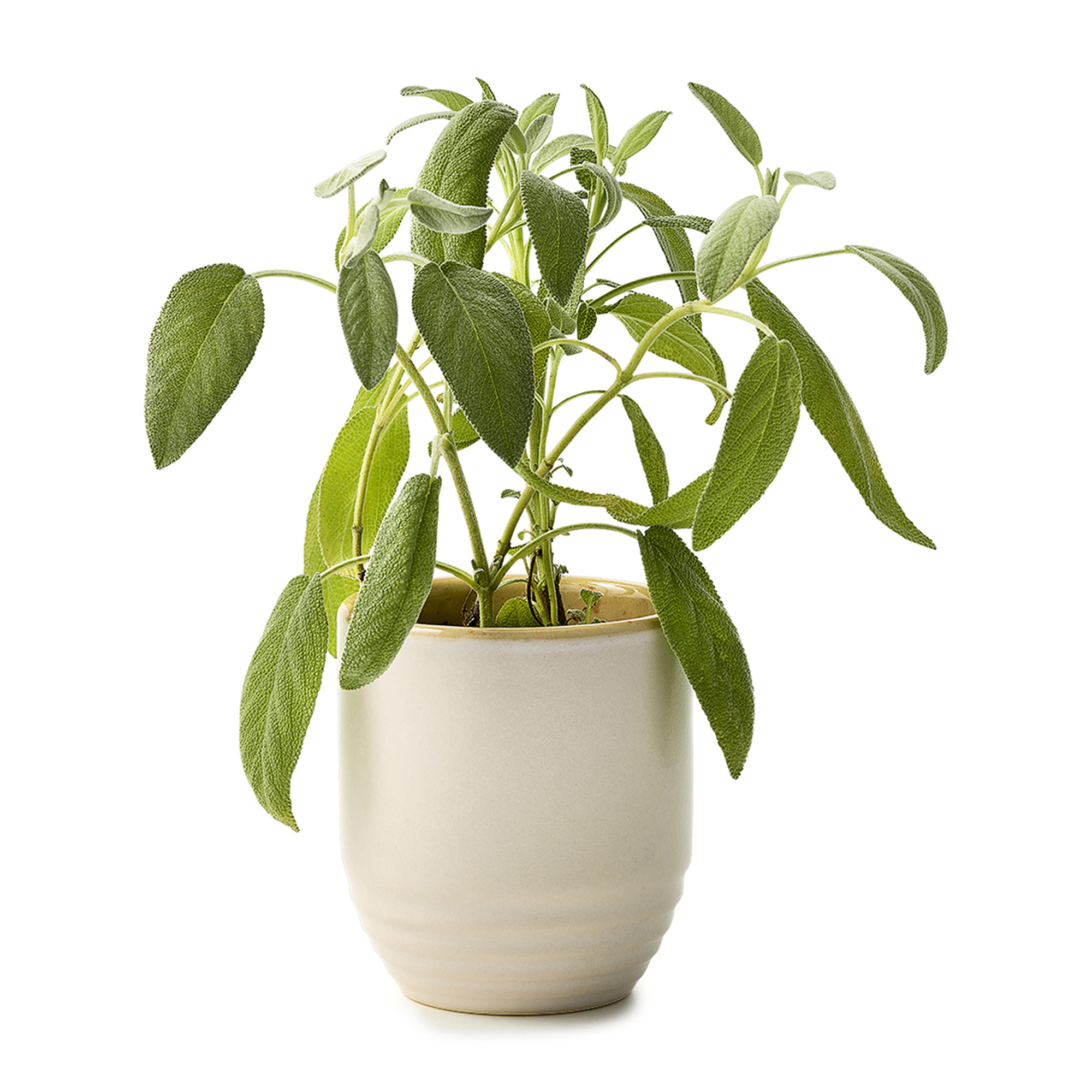 Picture of Modern Sprout Garden Vibes Candle/Planter - Golden Moments-Sage
