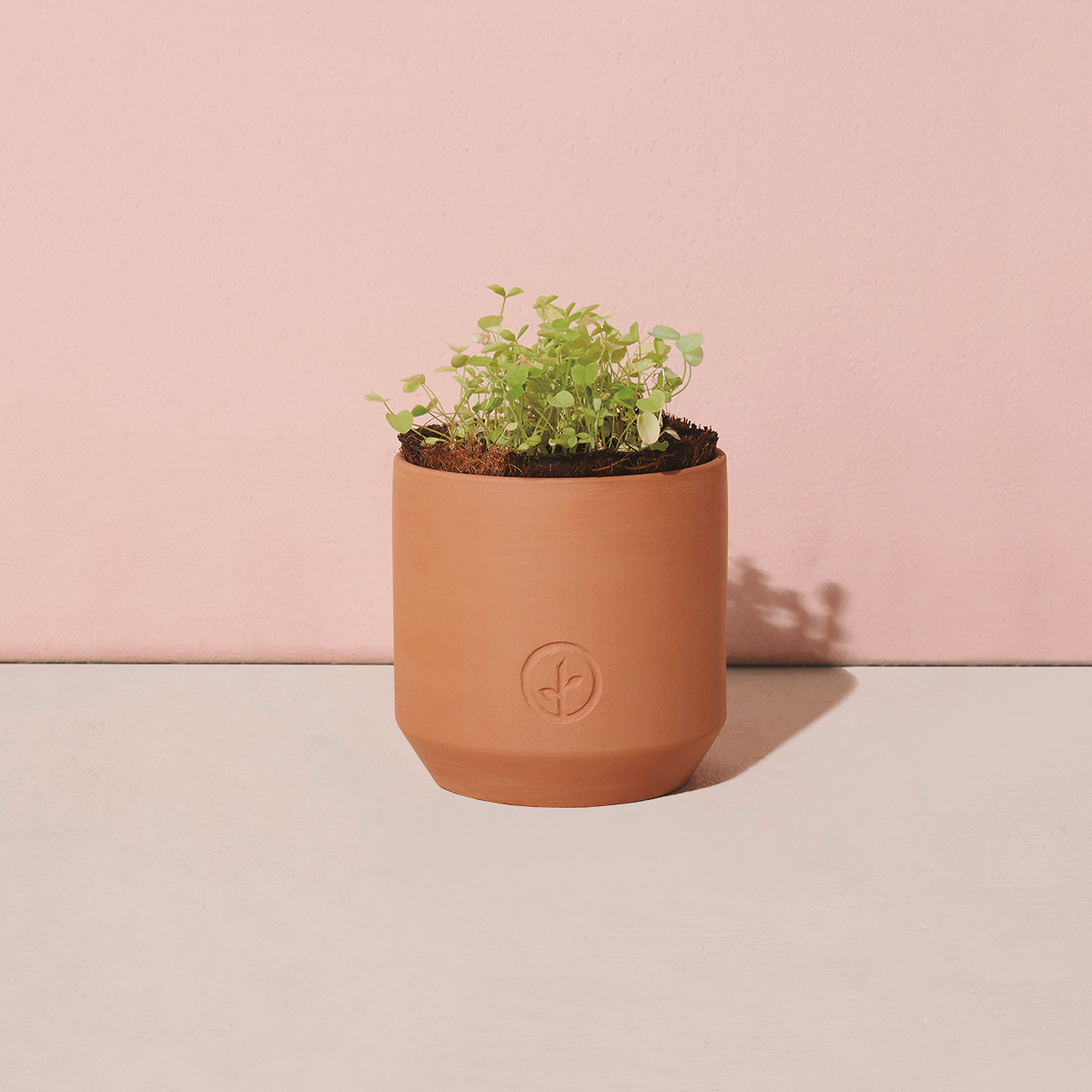 Picture of Modern Sprout Tiny Terracotta Grow Kit Good Luck Clover - Terracotta