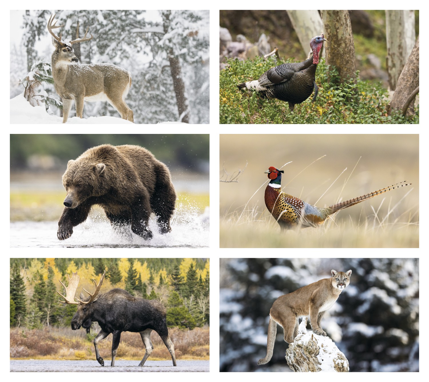 Picture of Triumph® Calendars Wildlife Calendar