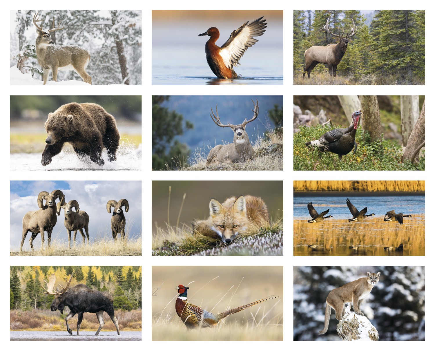 Picture of Triumph® Calendars North American Wildlife Calendar