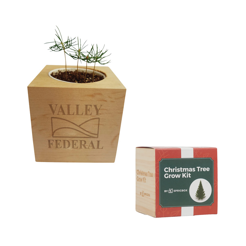 Picture of Sprigbox Christmas Tree Grow Kit