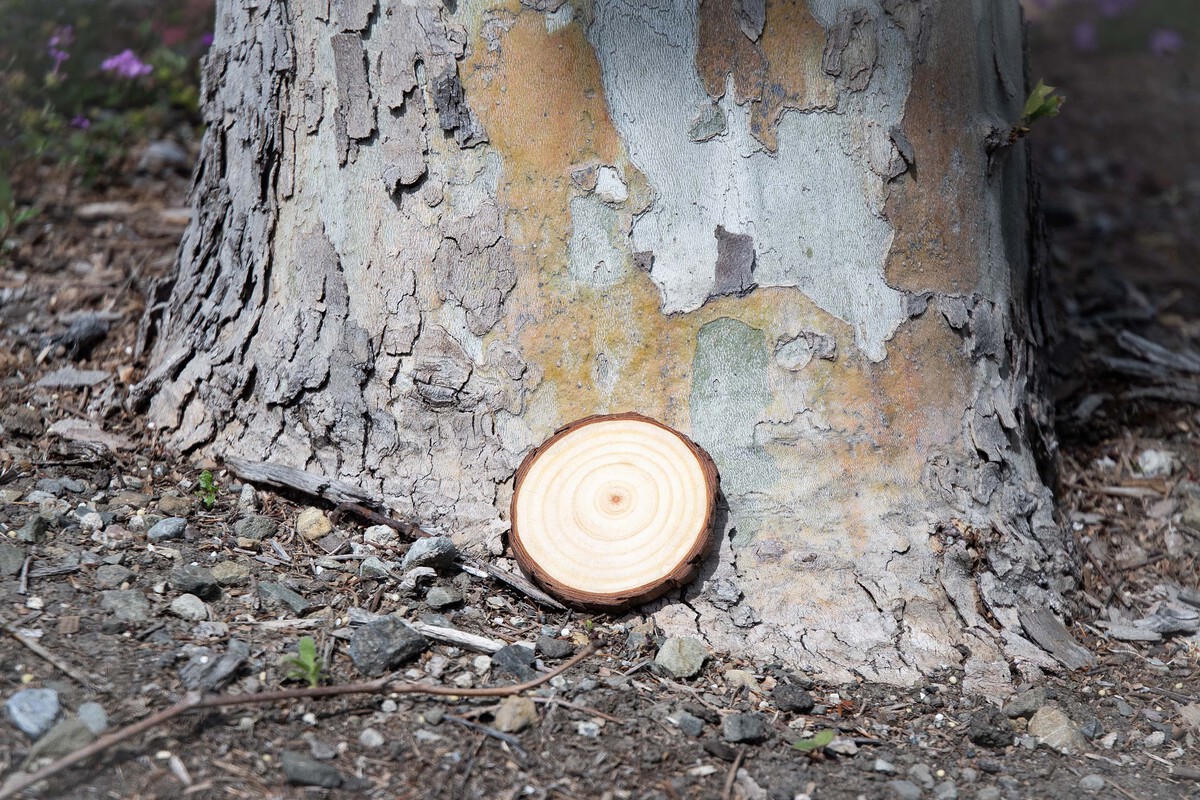 Picture of Natural Coaster