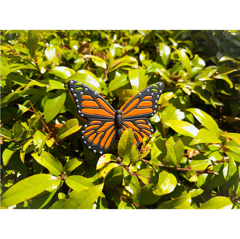 Picture of Butterfly Orange
