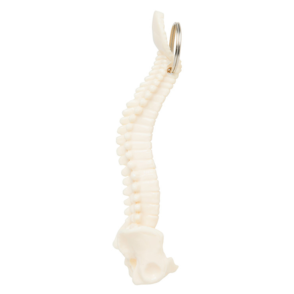 Picture of Spine Keyring