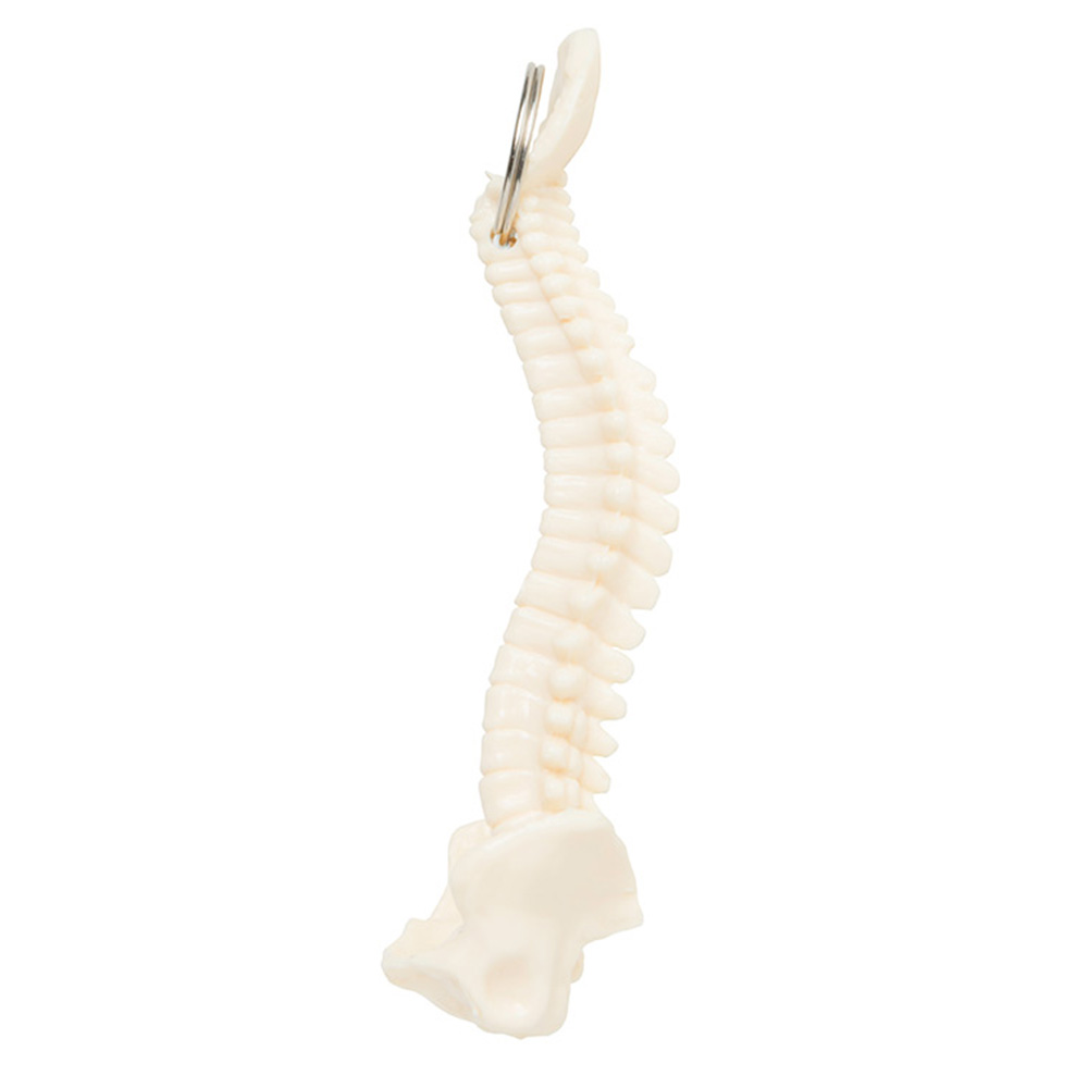 Picture of Spine Keyring