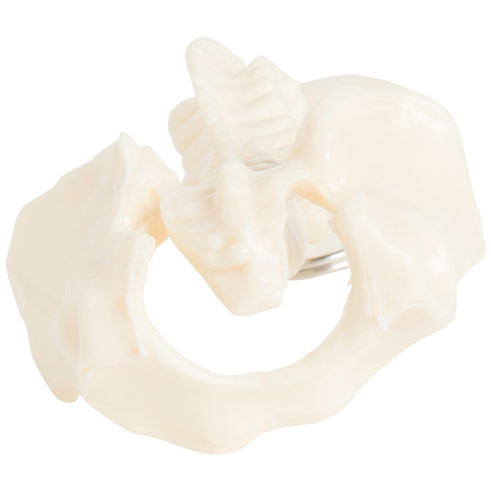 Picture of Spine Keyring