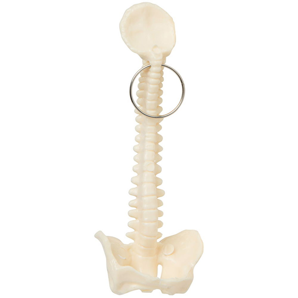 Picture of Spine Keyring