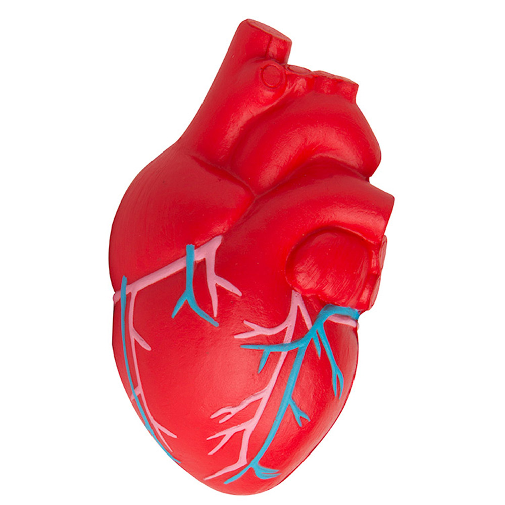 Picture of Heart (Anatomical w/Veins) Squeezies® Stress Reliever