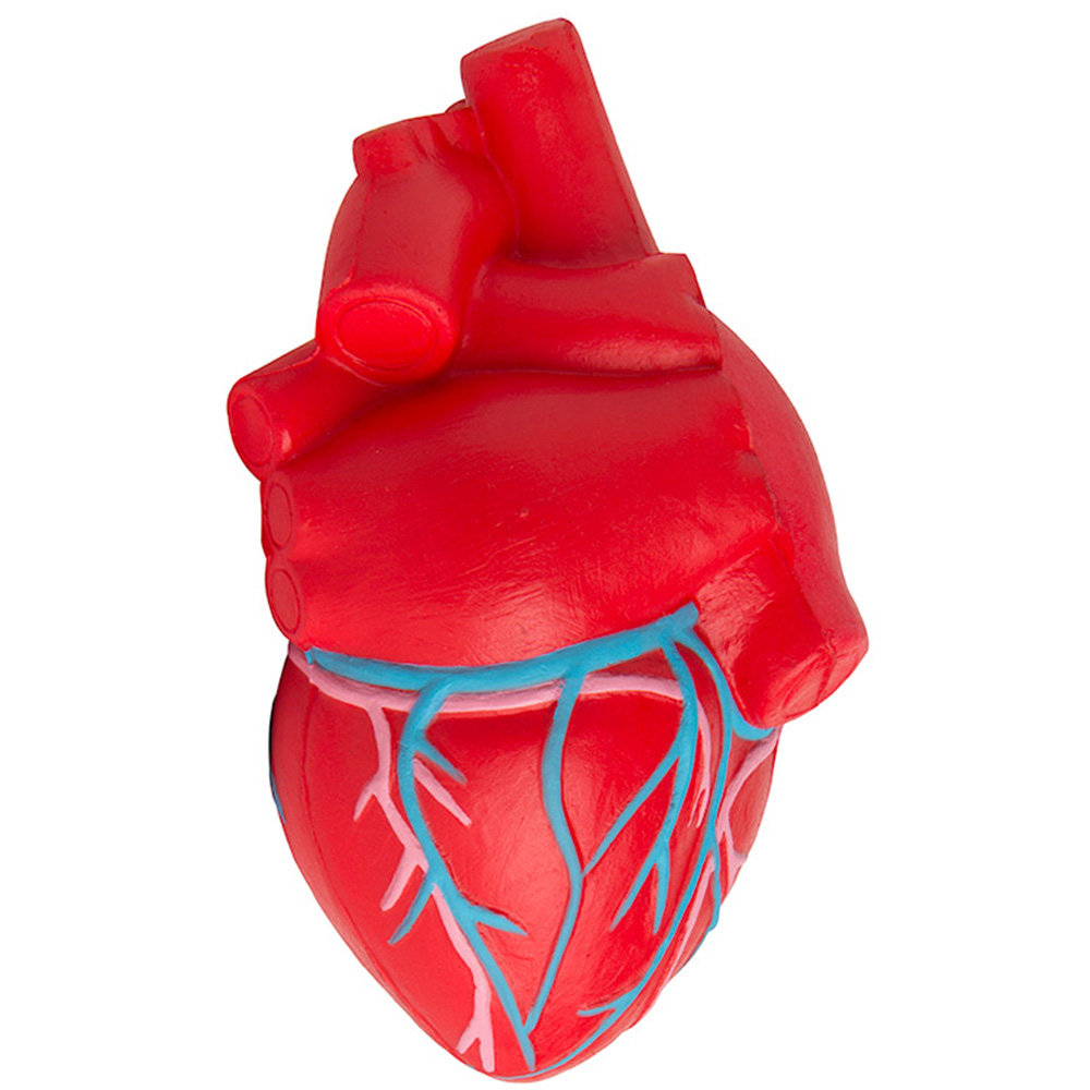 Picture of Heart (Anatomical w/Veins) Squeezies® Stress Reliever