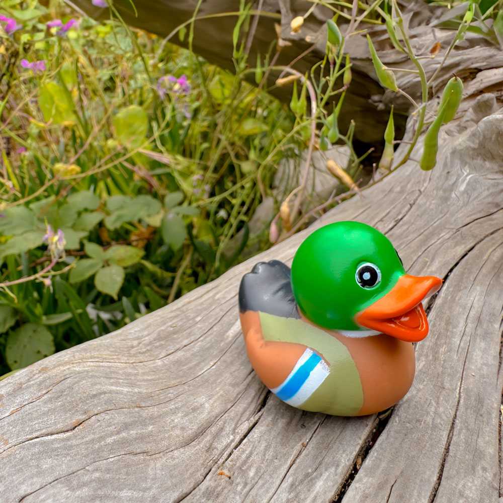 Picture of Mini Mallard Duck