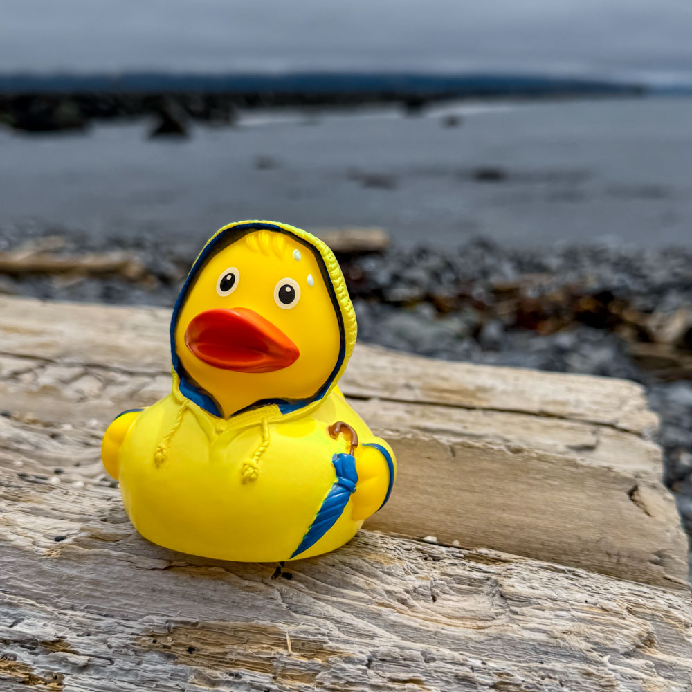 Picture of Bad Weather Duck