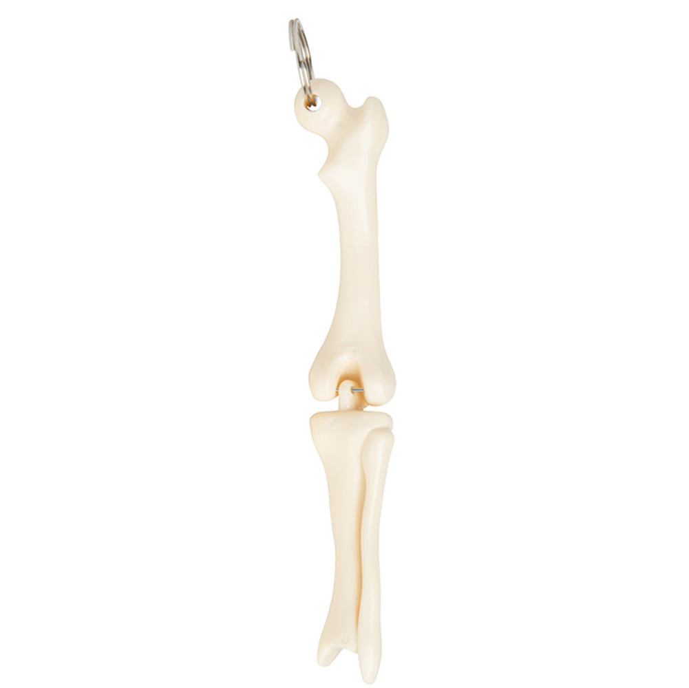 Picture of Knee Joint Keyring
