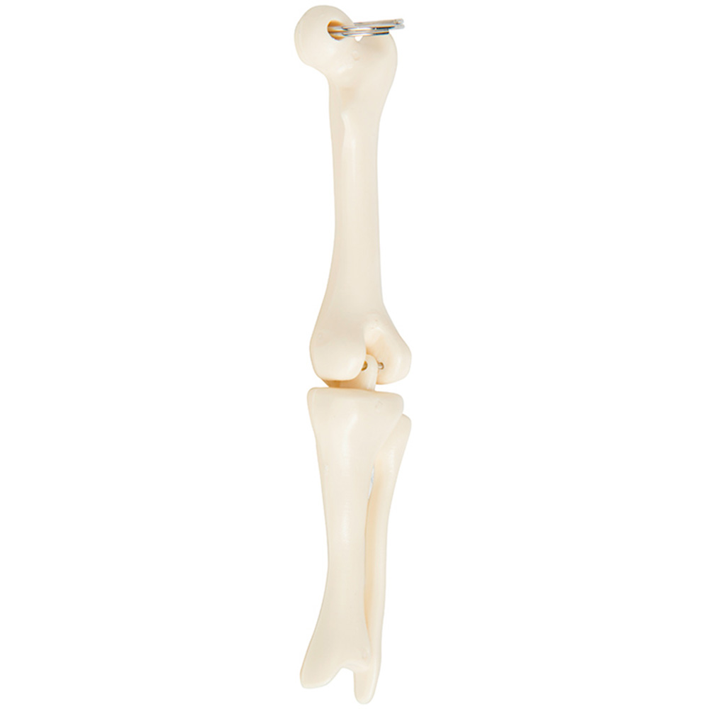 Picture of Knee Joint Keyring