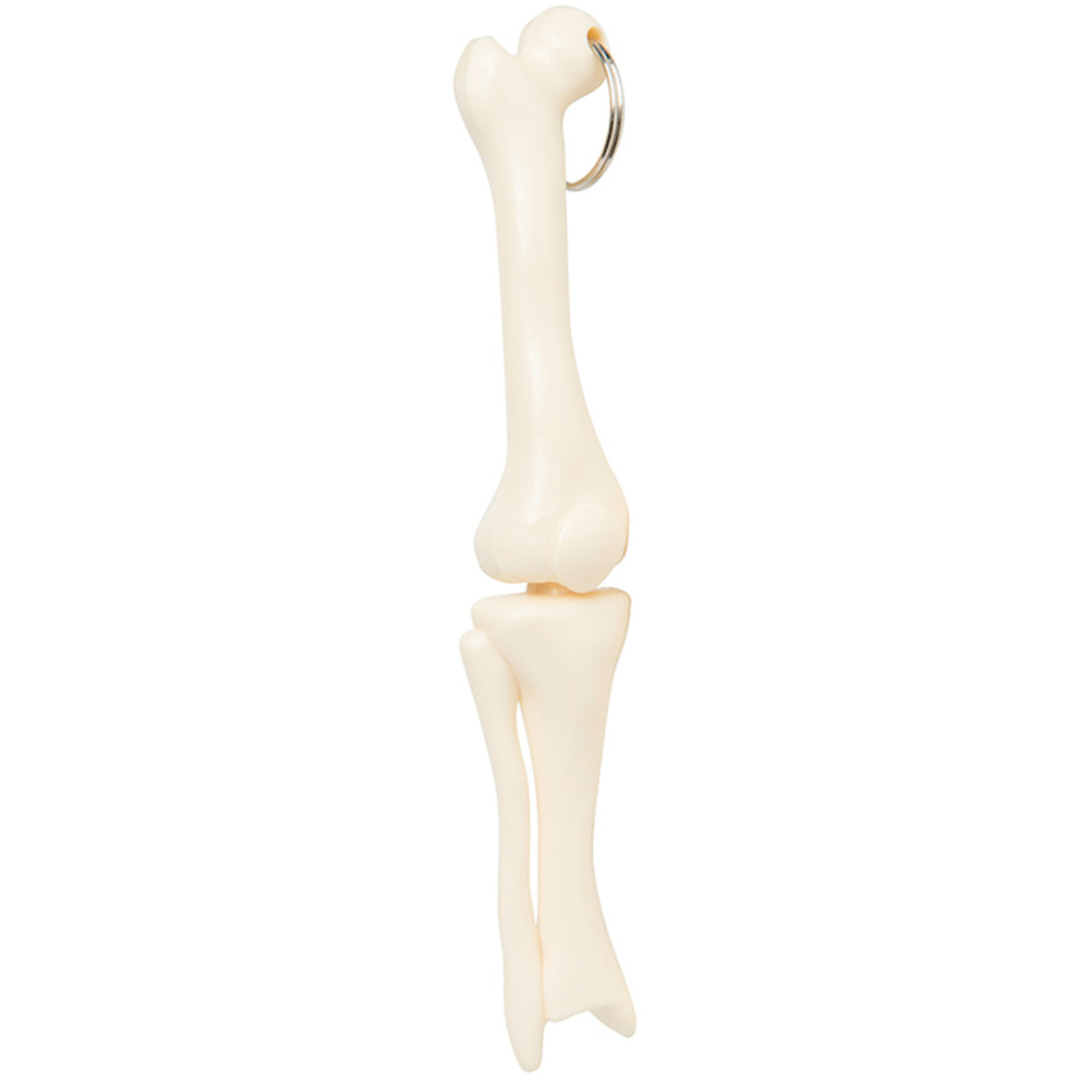 Picture of Knee Joint Keyring