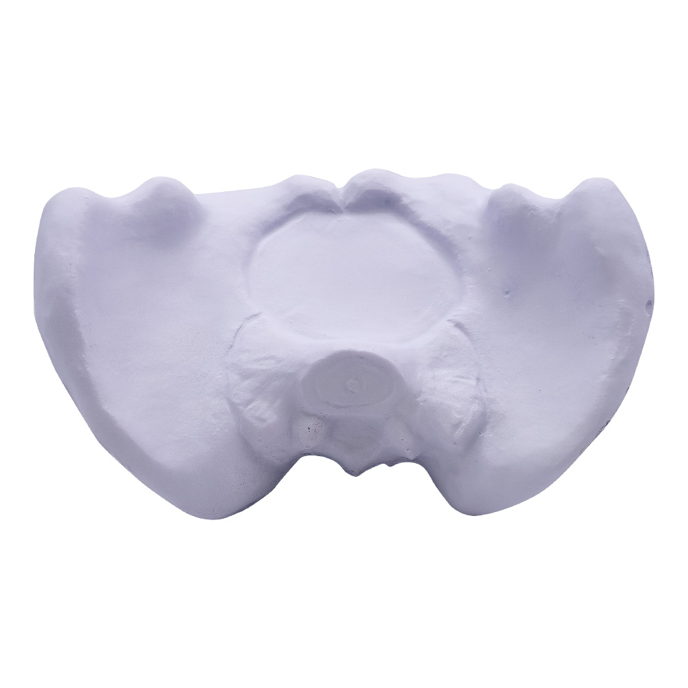 Picture of Hip Bone