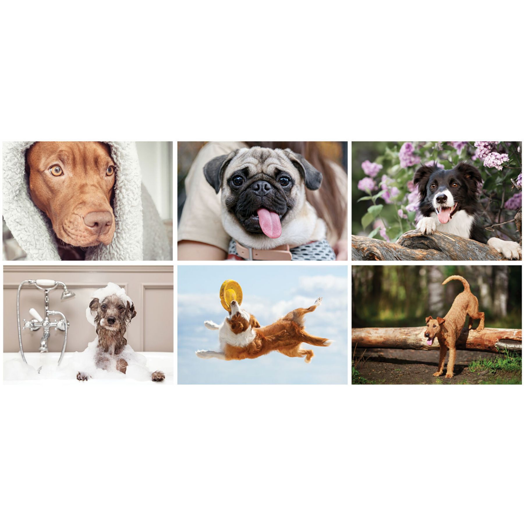 Picture of Canine Companions Wall Cal Spiral