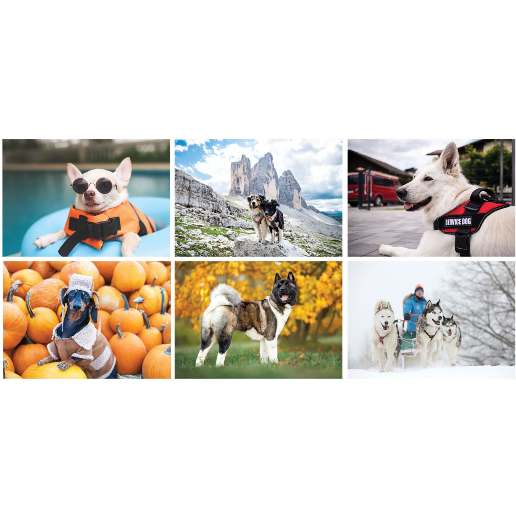 Picture of Canine Companions Wall Cal Spiral