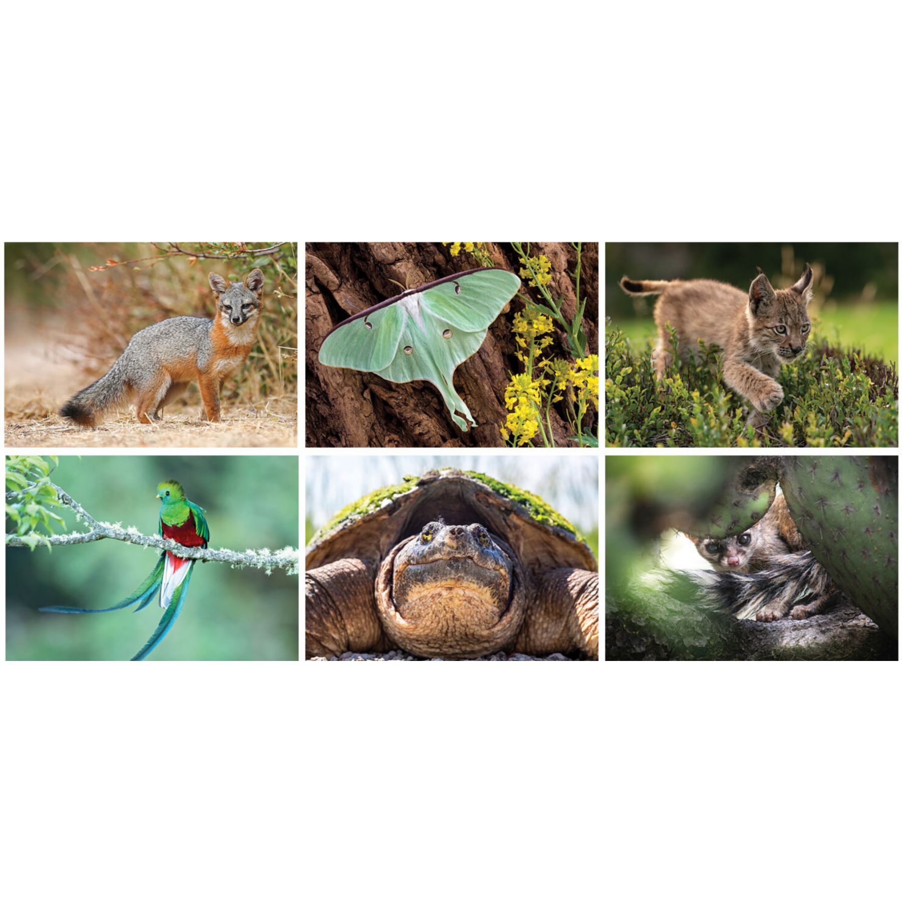 Picture of Wildlife Wall Calendar Spiral