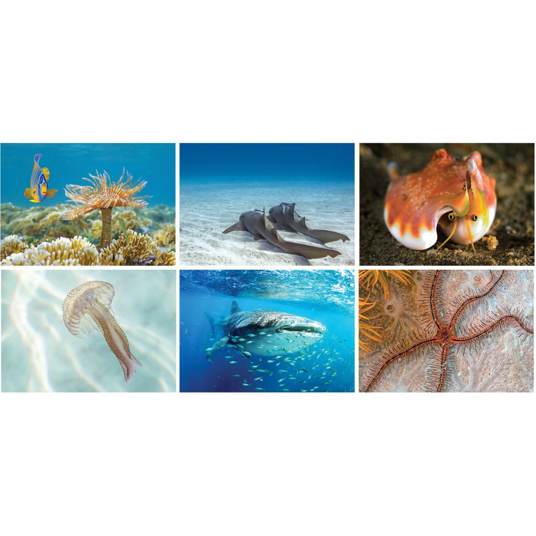 Picture of Underwater World Spiral Wall Calendar