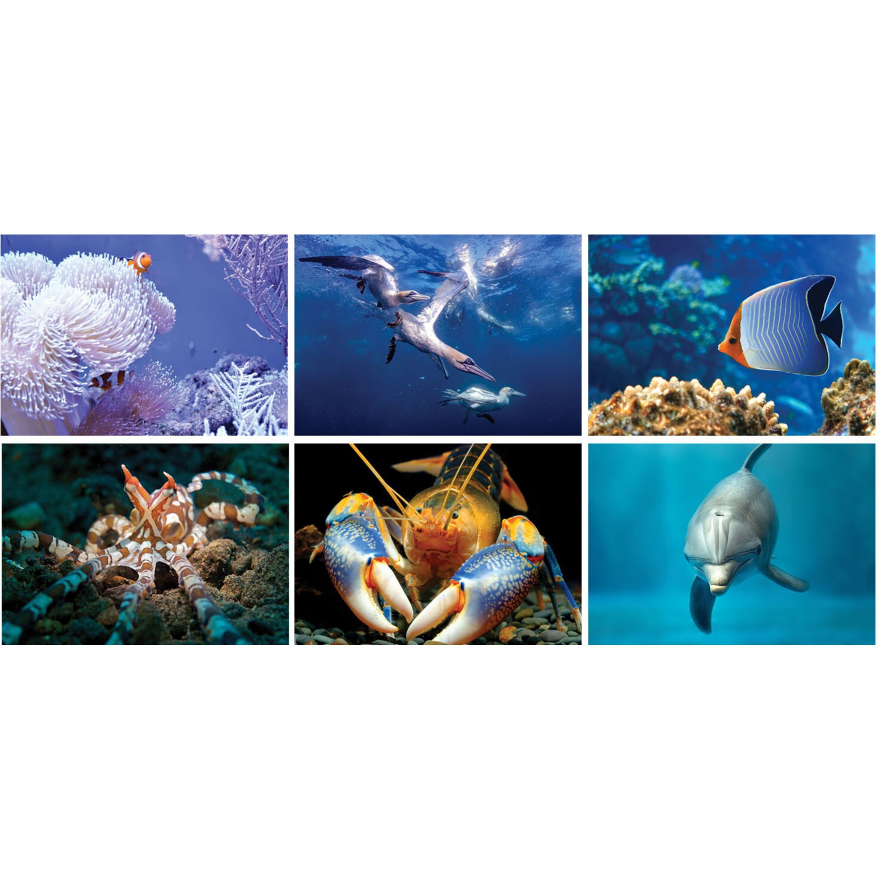 Picture of Underwater World Spiral Wall Calendar