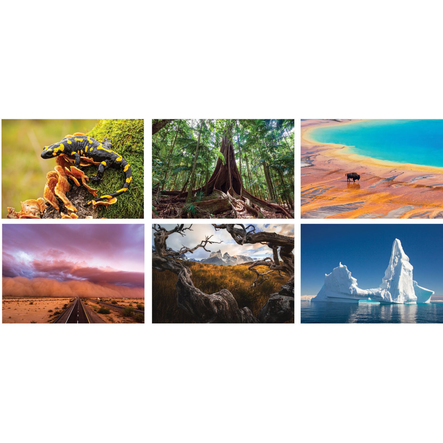 Picture of Amazing Nature Spiral Wall Calendar