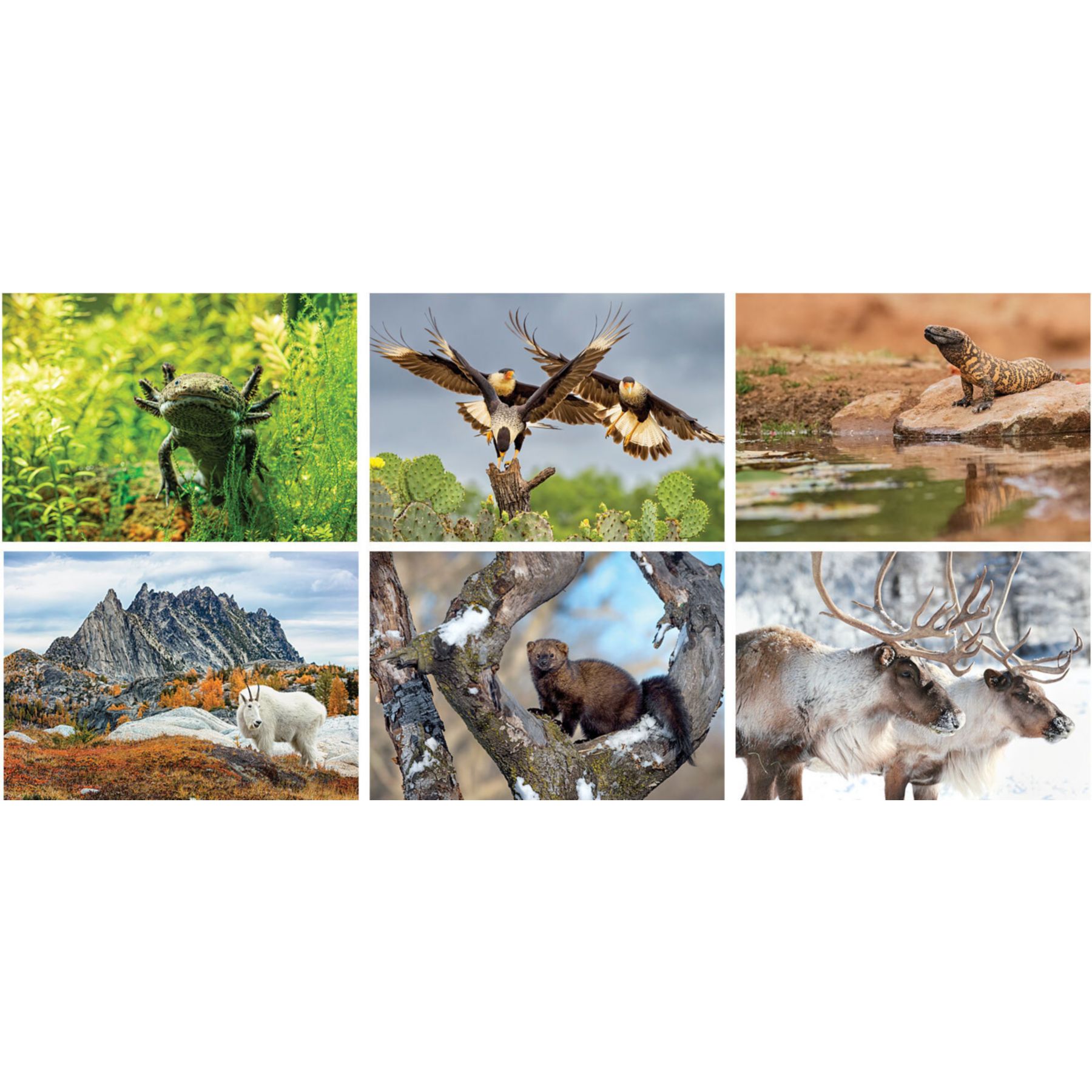 Picture of Full Color North America Wildlife Spiral Calendar