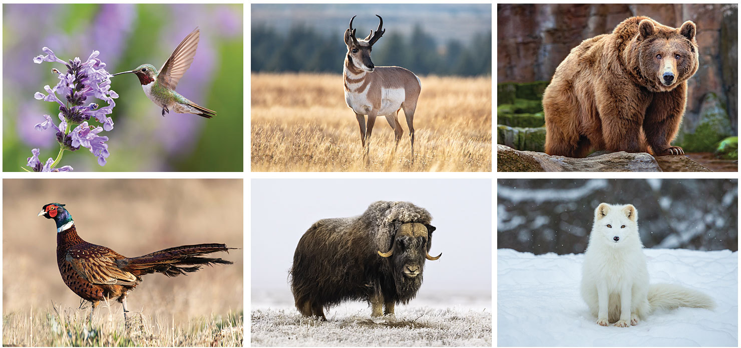 Picture of Wildlife Stapled Wall Calendar