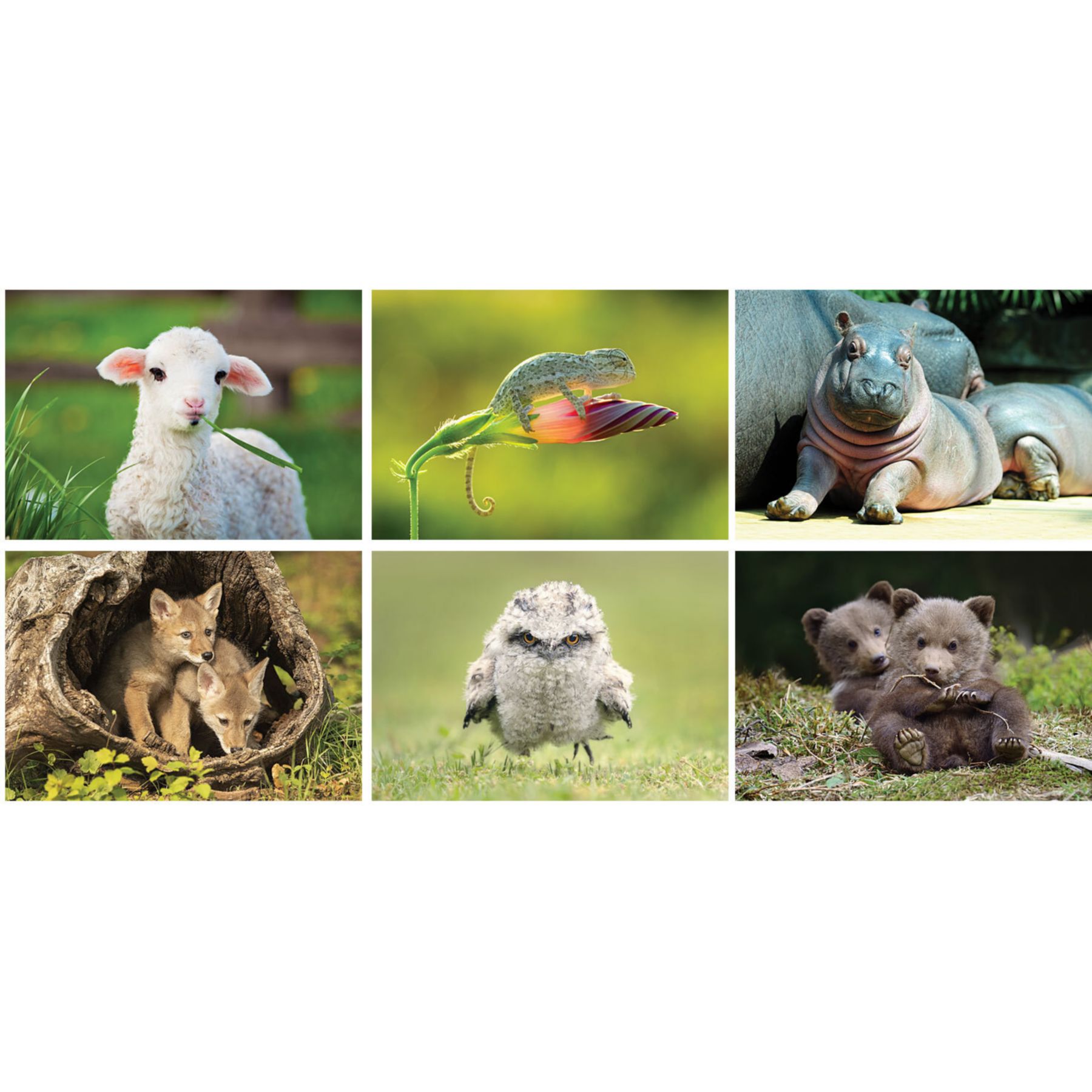 Picture of Baby Animals Stapled Wall Calendar