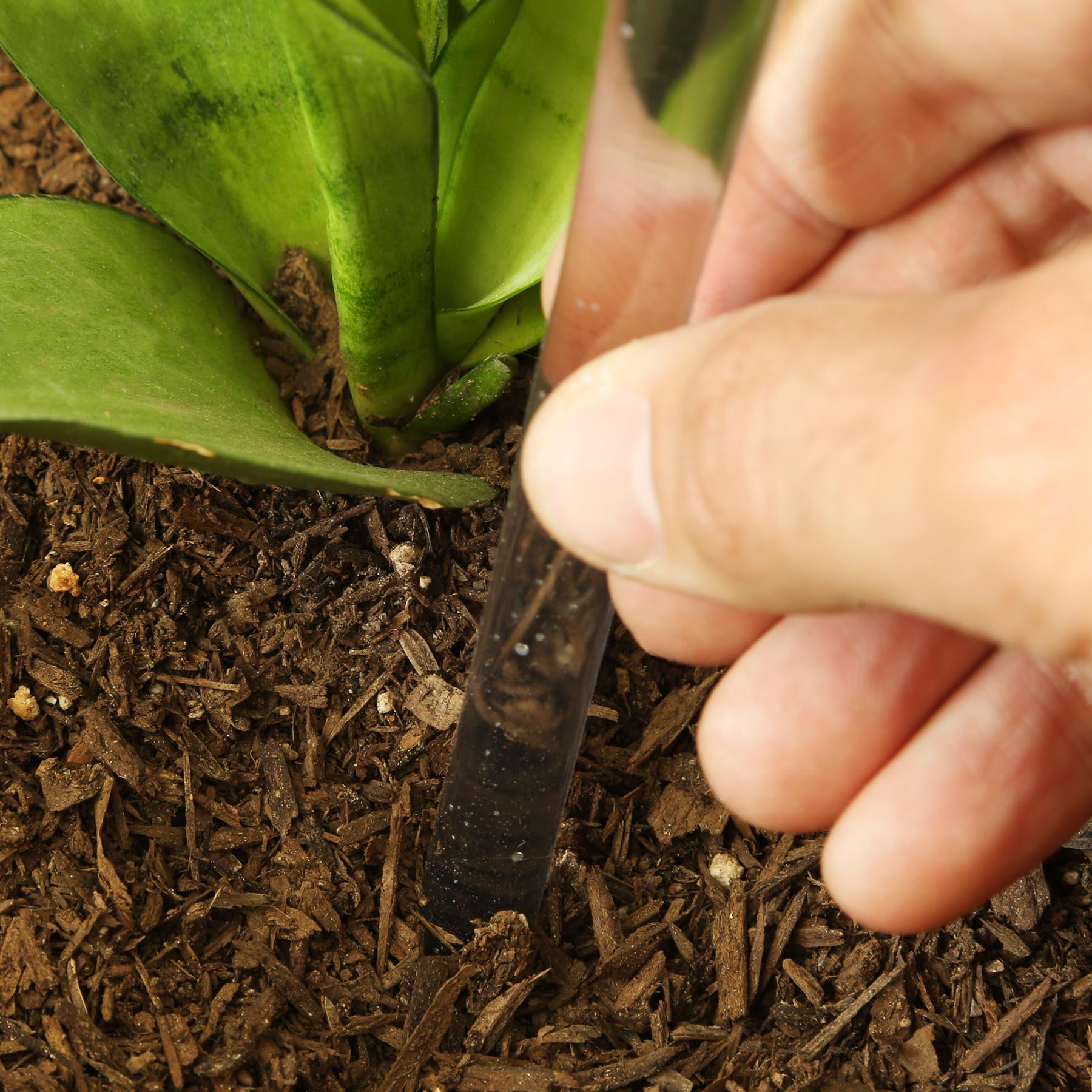 Picture of Evergreen Self-Watering Globe