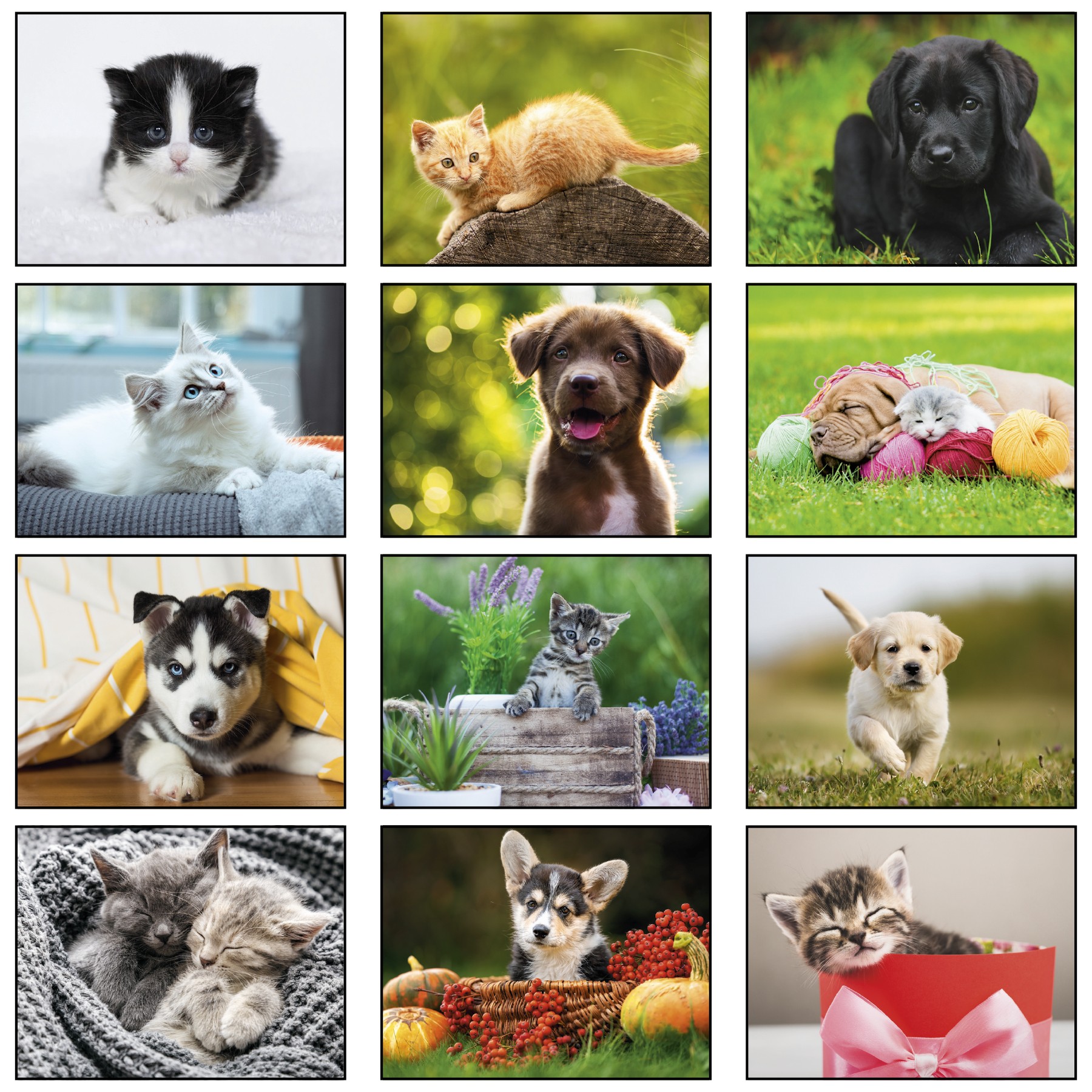 Picture of Puppies & Kittens Wall Calendar: 2027 Spiral Bound