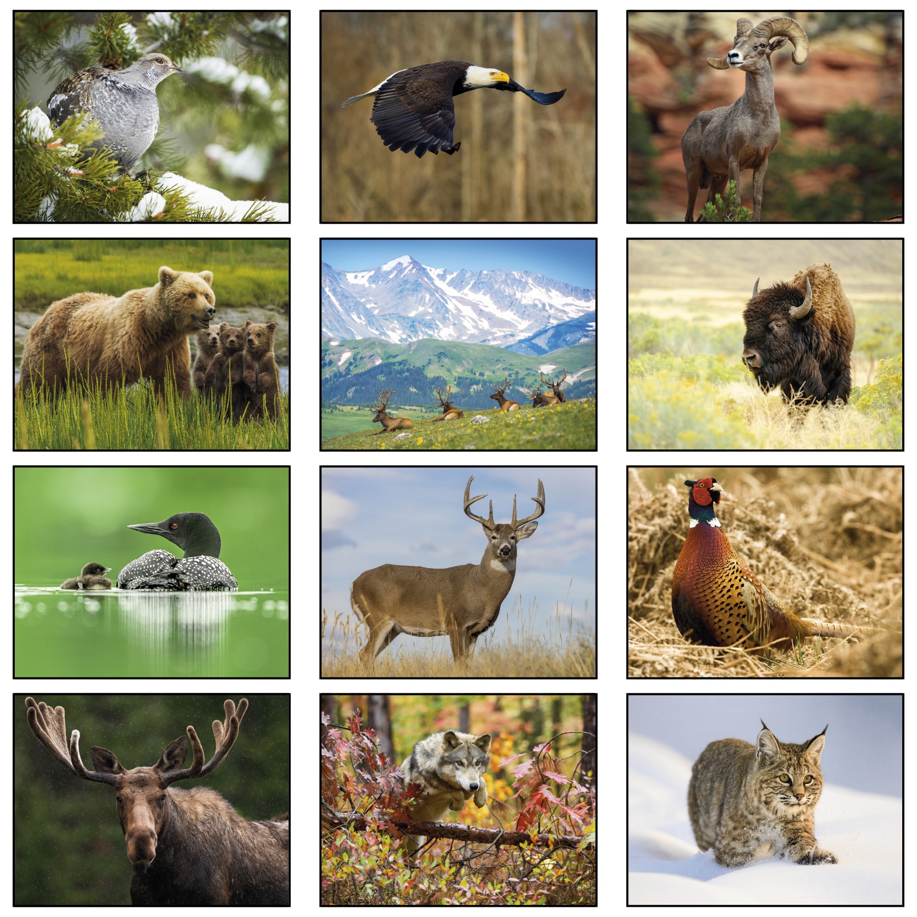 Picture of Wildlife Wall Calendar: 2027 Spiral Bound