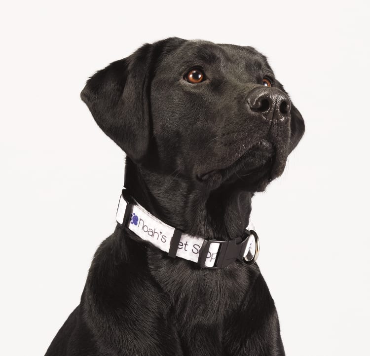 Picture of Full Color 1'' Wide Adjustable Pet Collar