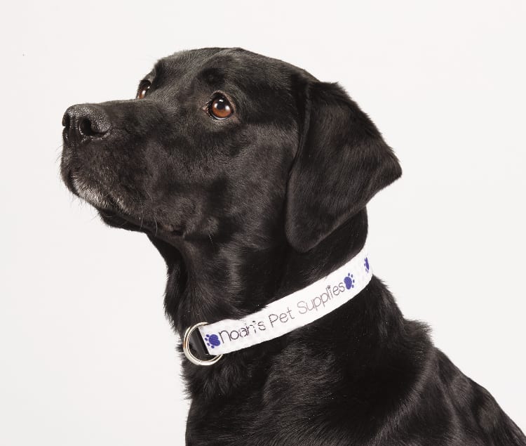 Picture of Full Color 1'' Wide Adjustable Pet Collar