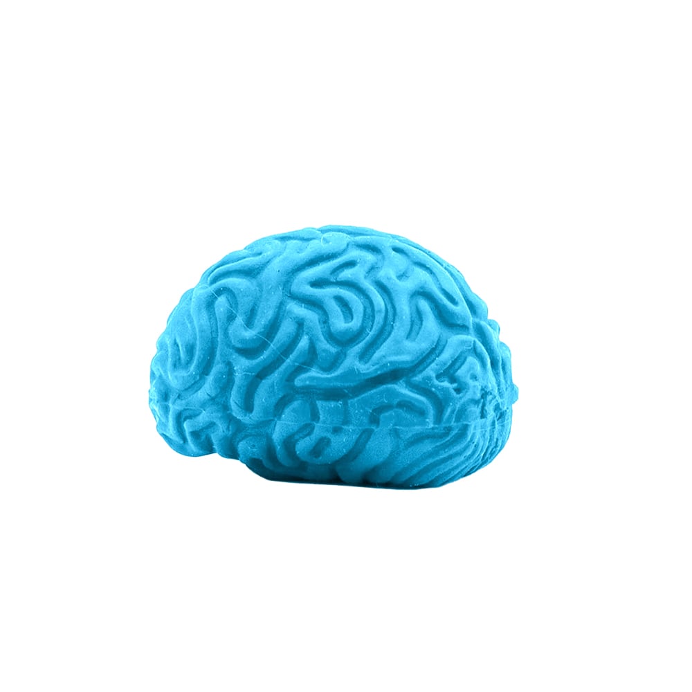 Picture of Pencil-Top Eraser Brain