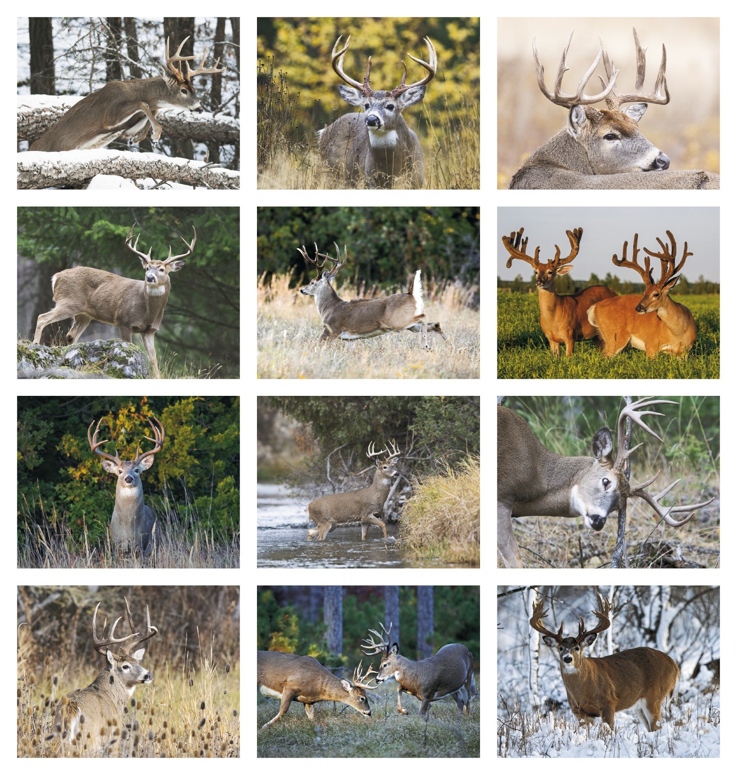 Picture of HotLine® Products Trophy Whitetail Deer Appointment Calendar - Stapled
