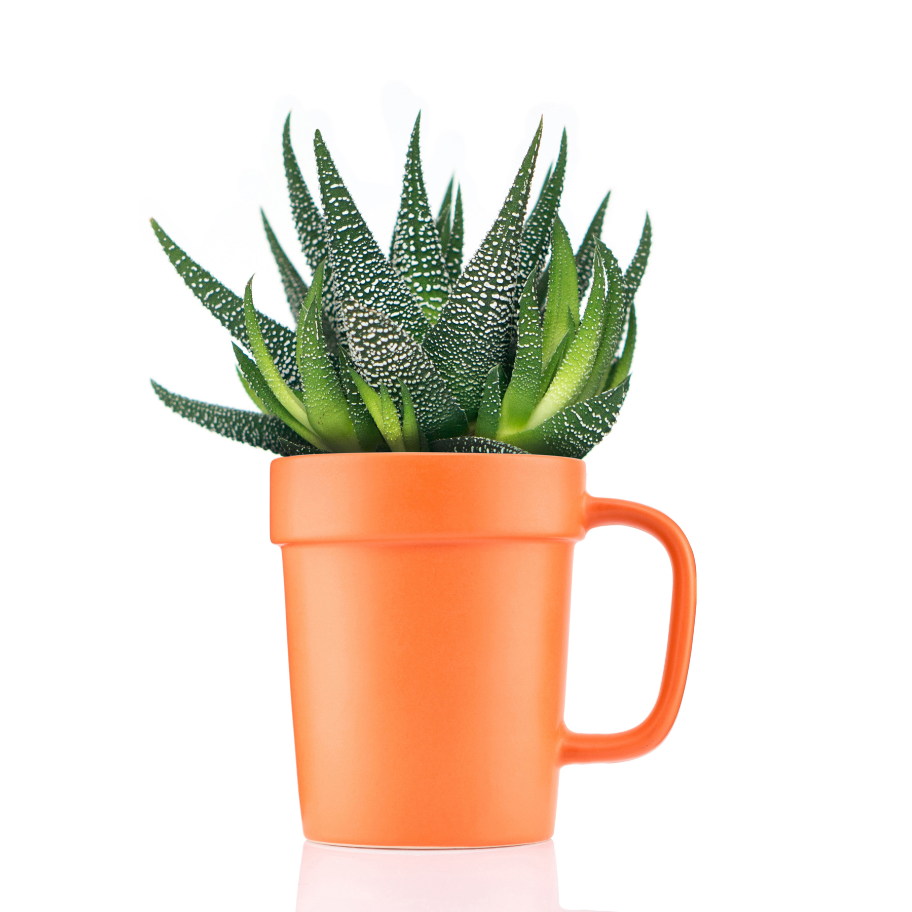 Picture of 16 oz Planter Mug