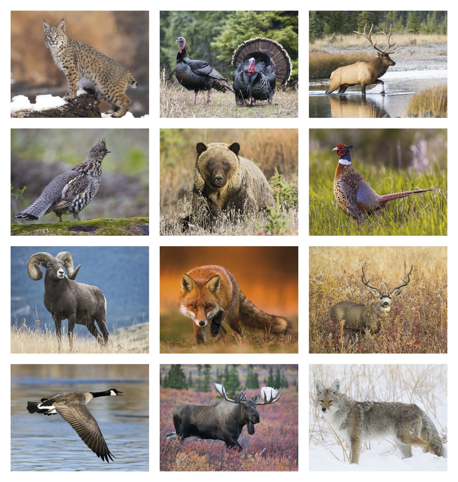 Picture of Good Value™ Wildlife Portraits - Spiral Calendar