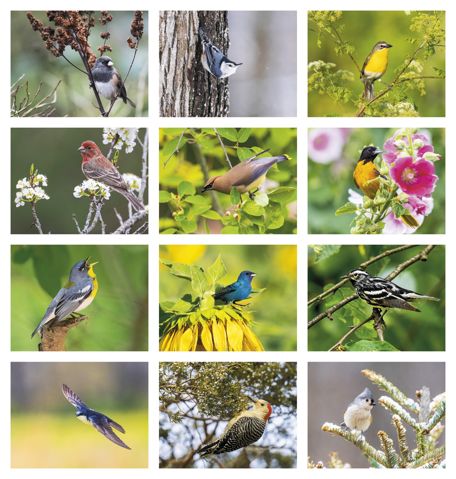 Picture of HotLine® Products Songbirds Appointment Calendar - Stapled