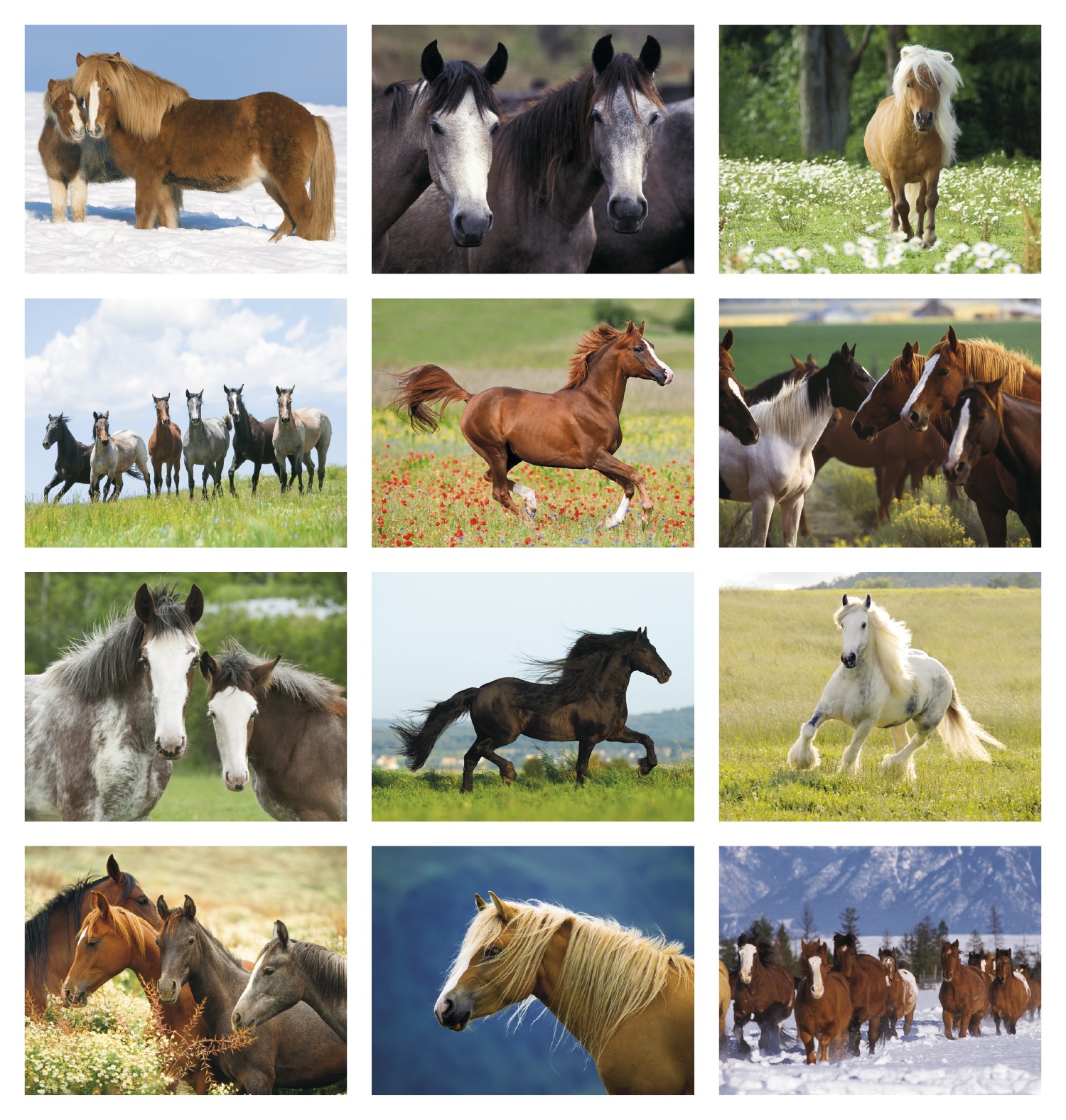 Picture of Triumph® Calendars Horses Calendar