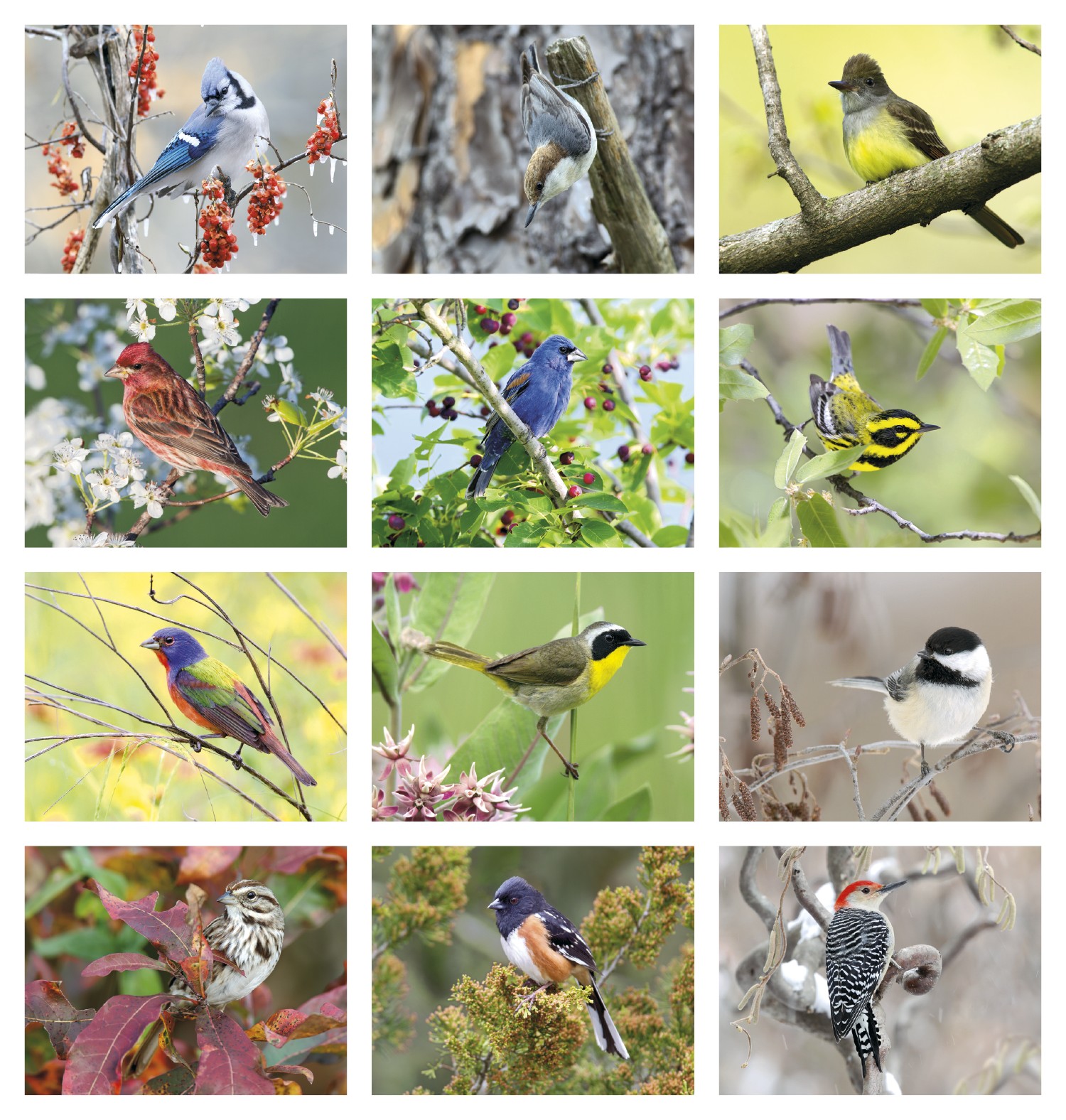Picture of Triumph® Calendars Birds Calendar