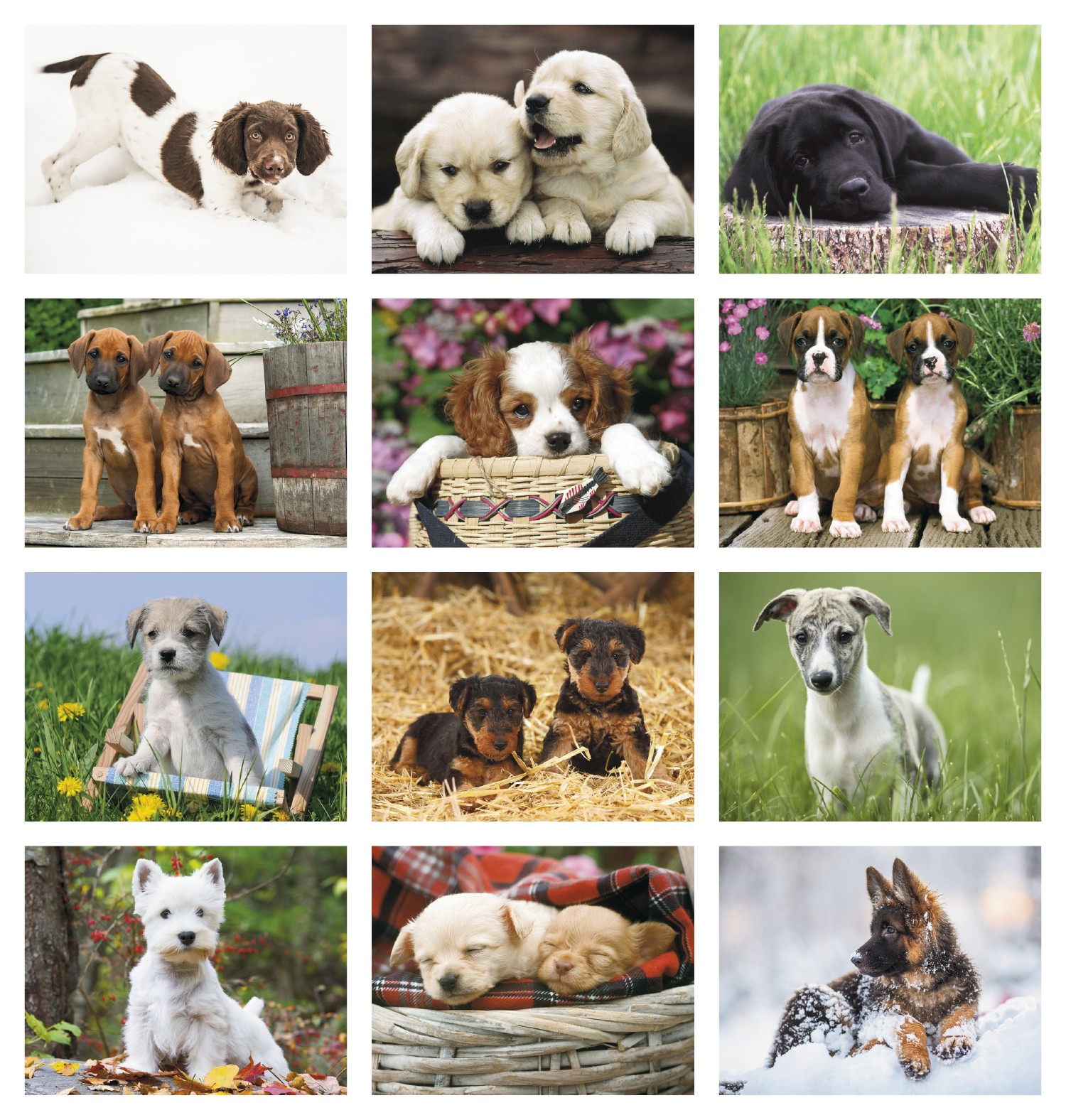 Picture of Triumph® Calendars Puppies Calendar