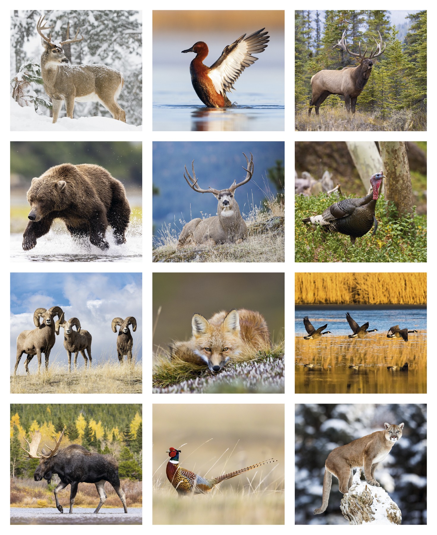 Picture of Triumph® Calendars Sportsman Calendar