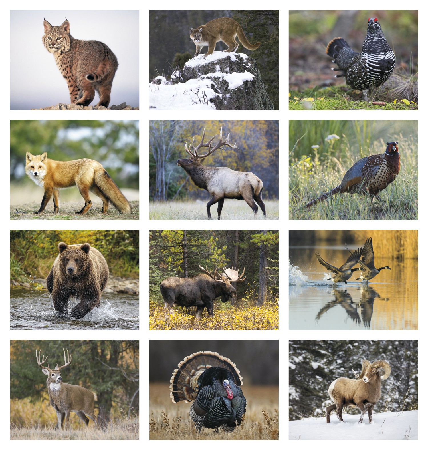 Picture of HotLine® Products Wildlife Appointment Calendar - Spiral