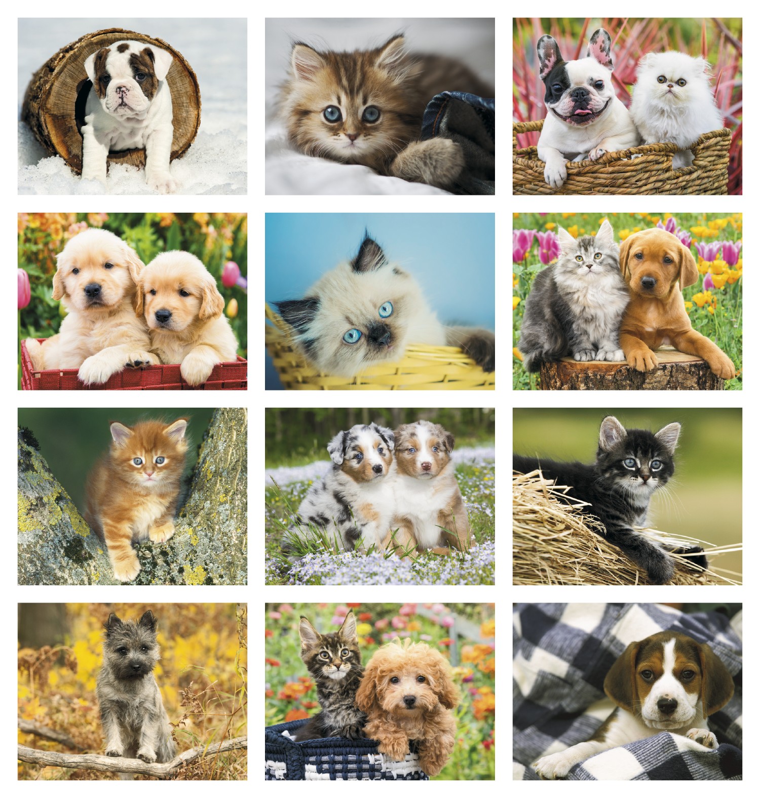 Picture of HotLine® Products Four Paws Appointment Calendar - Spiral
